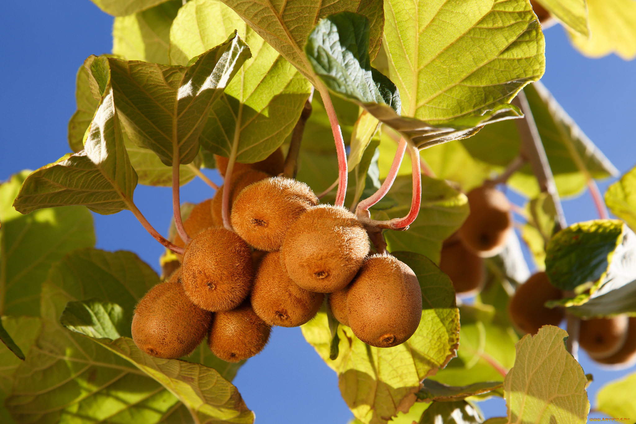 адамово дерево плоды фото